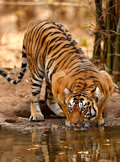 assets/images/wildlife-safari/10images/jim-corbett-national-park.png