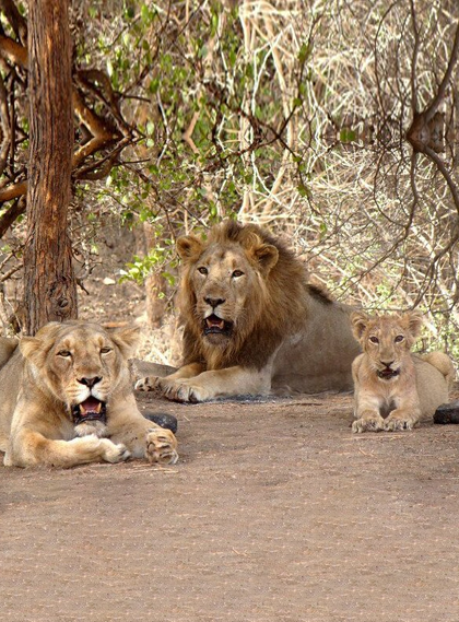 assets/images/wildlife-safari/10images/jim-corbett-national-park.png