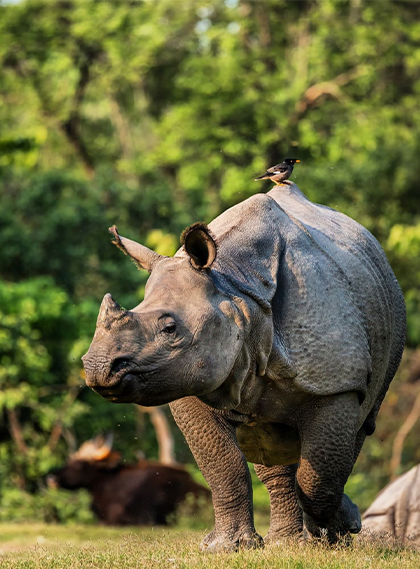 assets/images/wildlife-safari/10images/jim-corbett-national-park.png