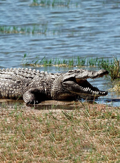 assets/images/wildlife-safari/10images/jim-corbett-national-park.png