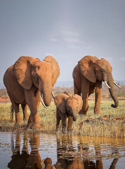 assets/images/wildlife-safari/10images/jim-corbett-national-park.png