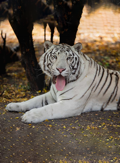 assets/images/wildlife-safari/10images/jim-corbett-national-park.png